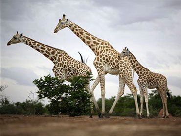 african giraffes west