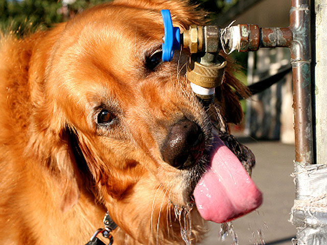 Ten tips to keep your dog safe from summer heat