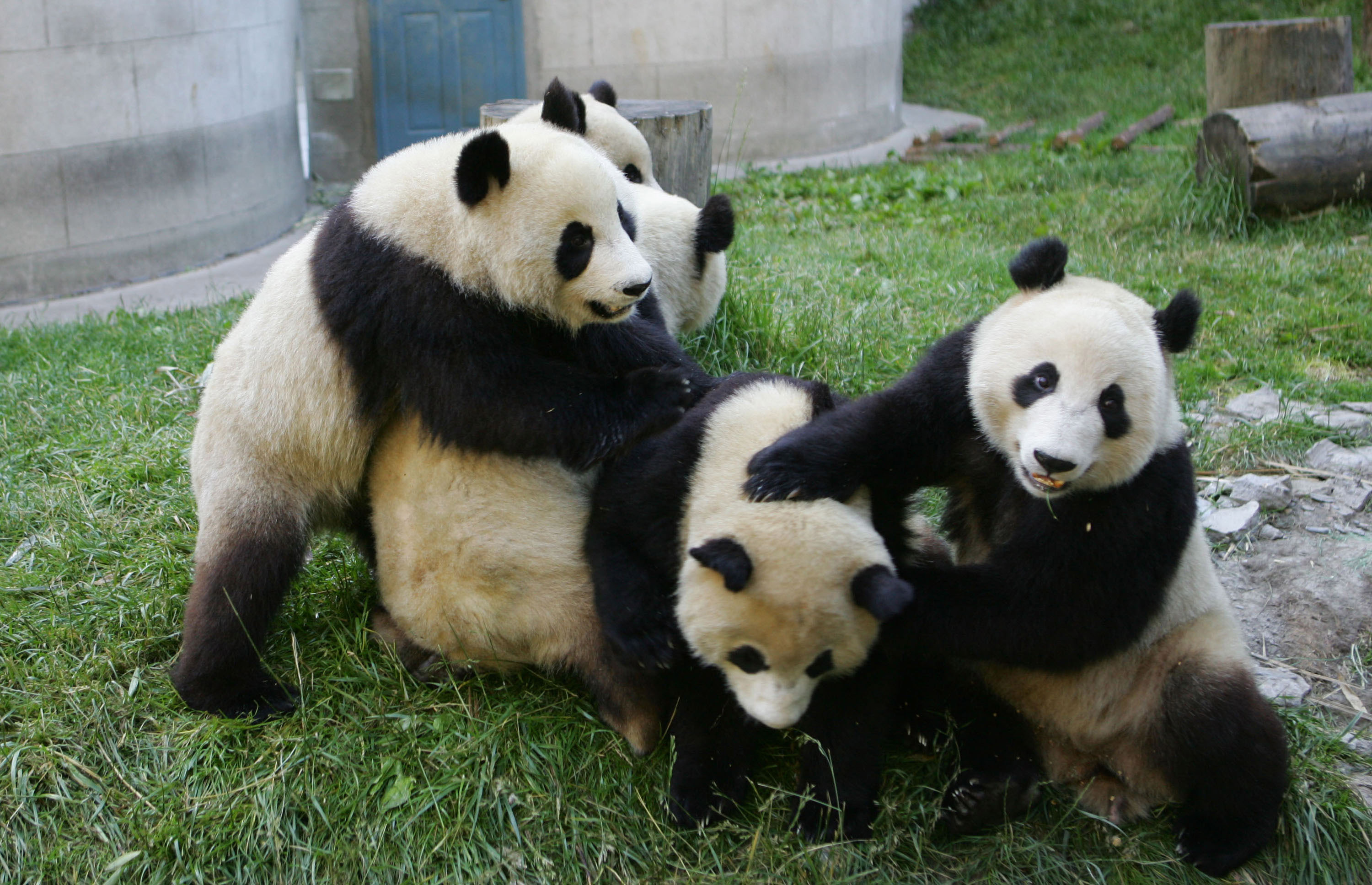 count-on-cute-china-kicks-off-panda-census-cbs-news