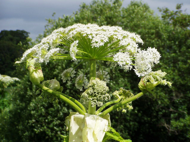 giant-hogweed-8-facts-you-must-know-about-the-toxic-plant-photo-1