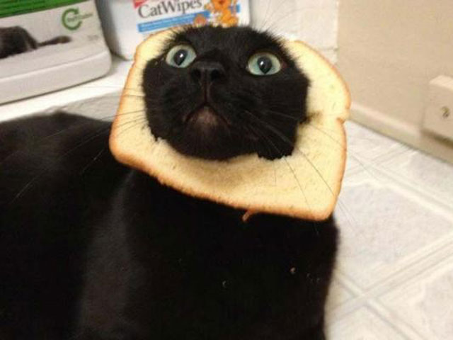 "Breading cats" is latest web photo fad - Photo 2 - Pictures - CBS News