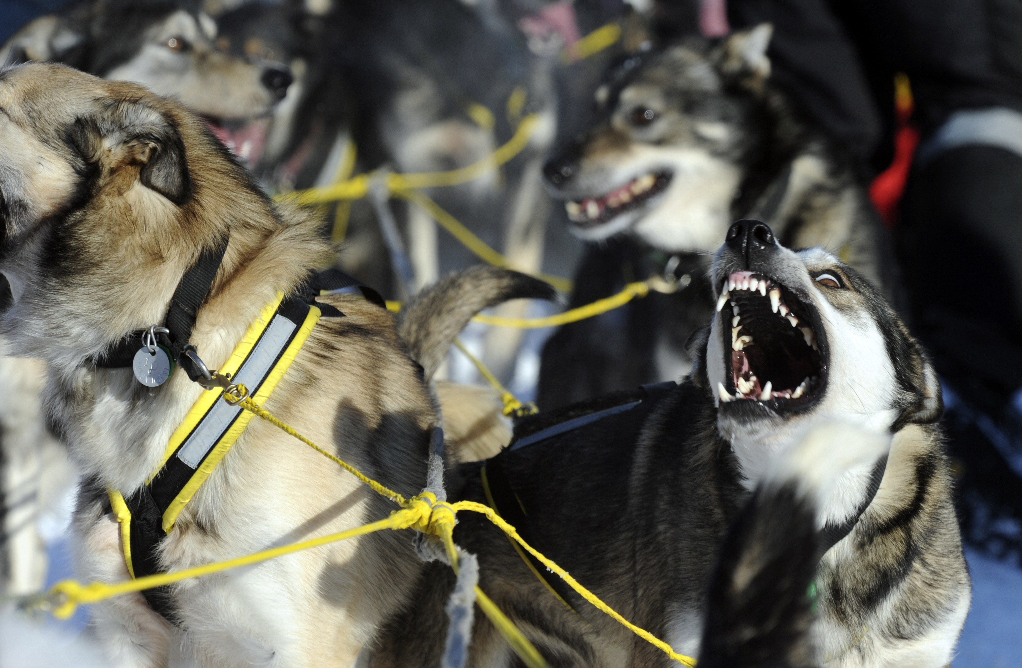 40th-iditarod-begins-in-alaska-cbs-news