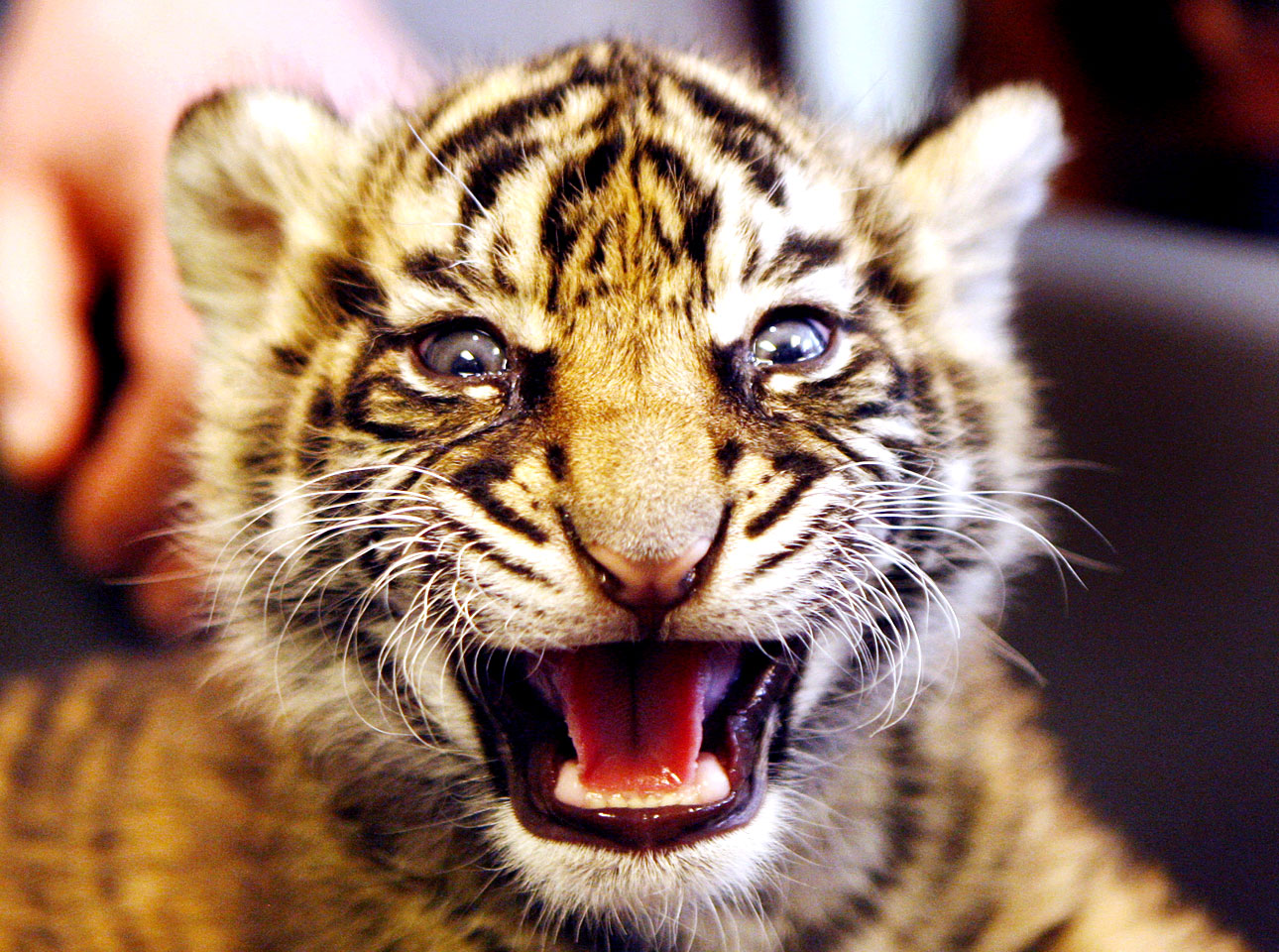 Vietnamese police seize 4 baby tigers in car - CBS News1290 x 960