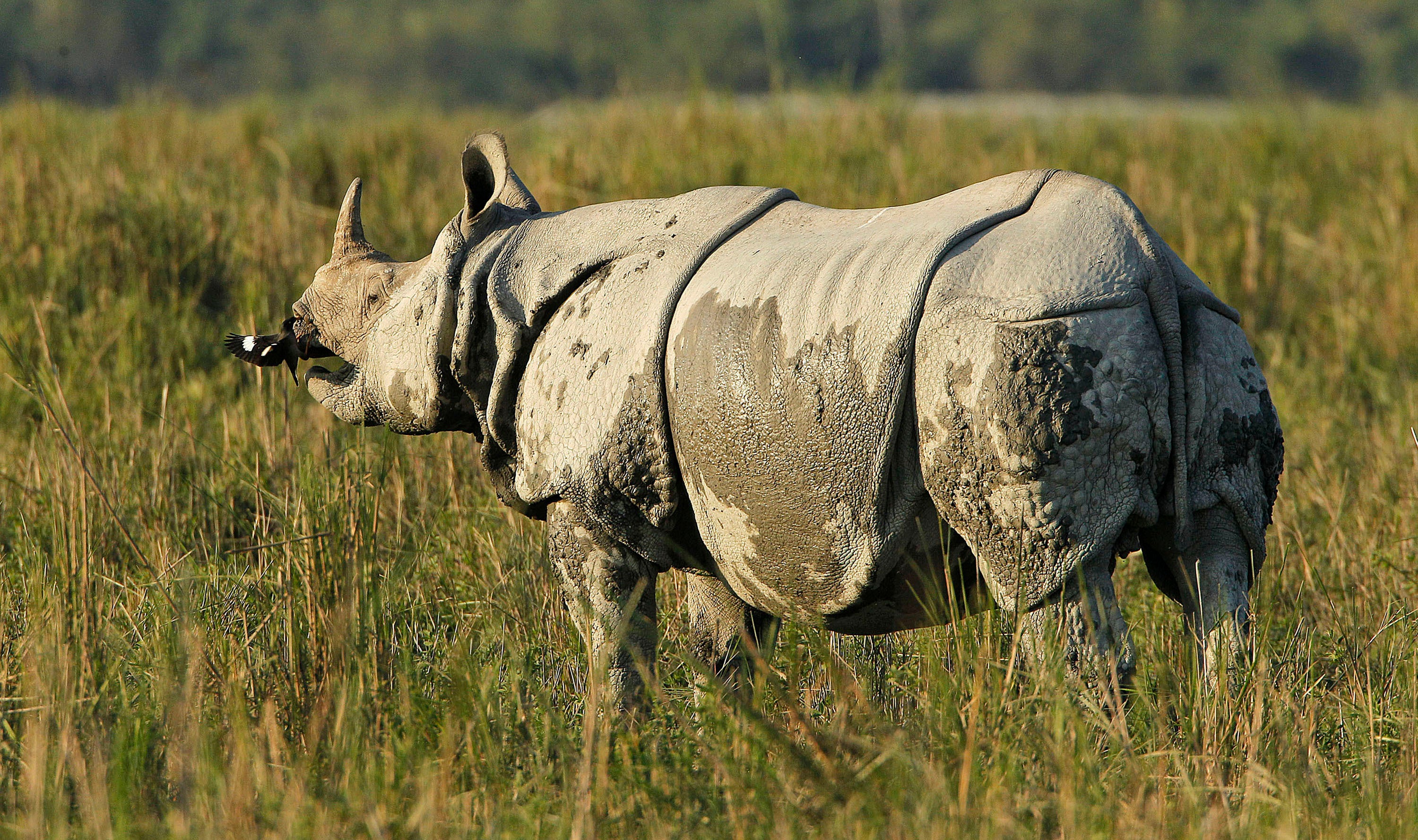 Illegal rhino horn trade Photo 1 Pictures CBS News