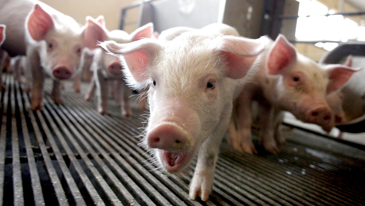 Pig virus migrates to U.S., threatens pork prices CBS News