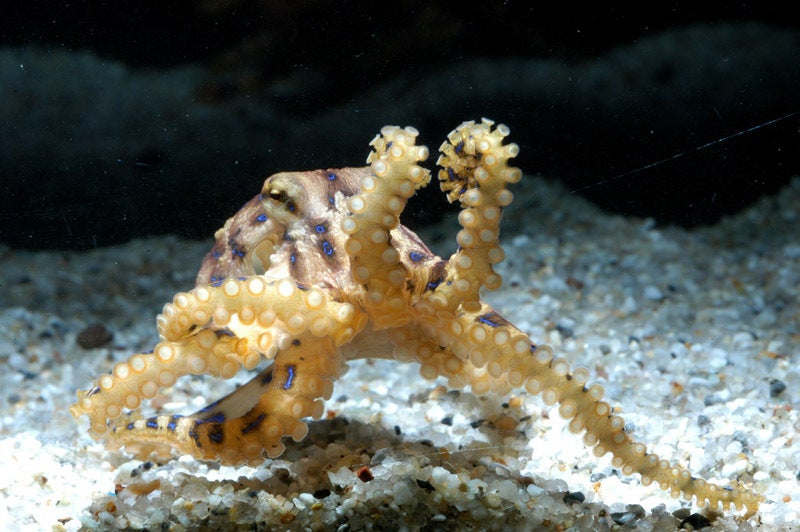 Tiny but deadly Spike in blueringed octopus sightings sparks fear of