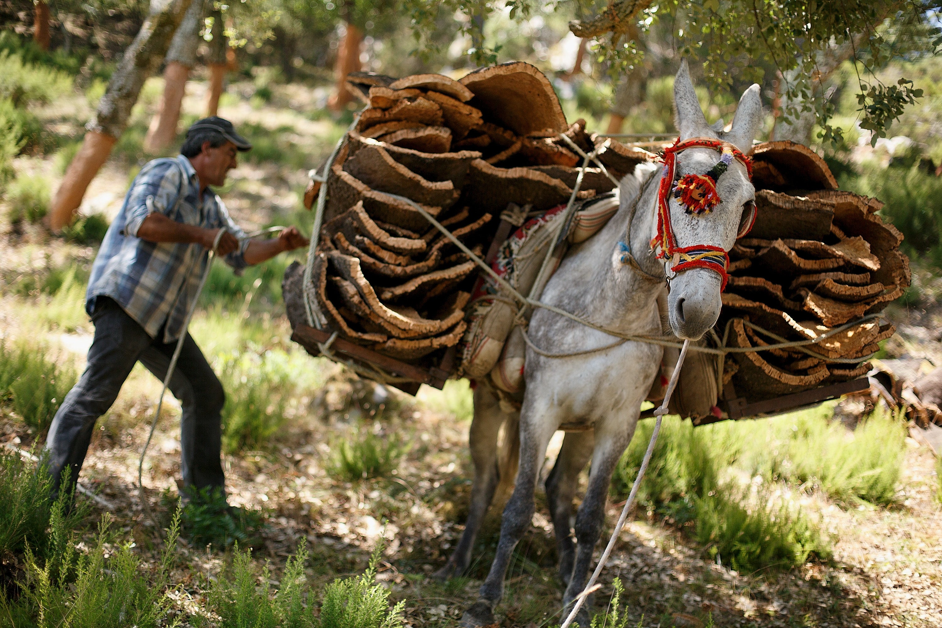 Cork harvest in Spain Photo 1 Pictures CBS News