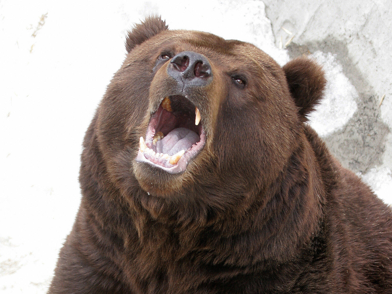 Brown Bear Mauls Texas Man Hunting Moose In Alaska, Authorities Say ...