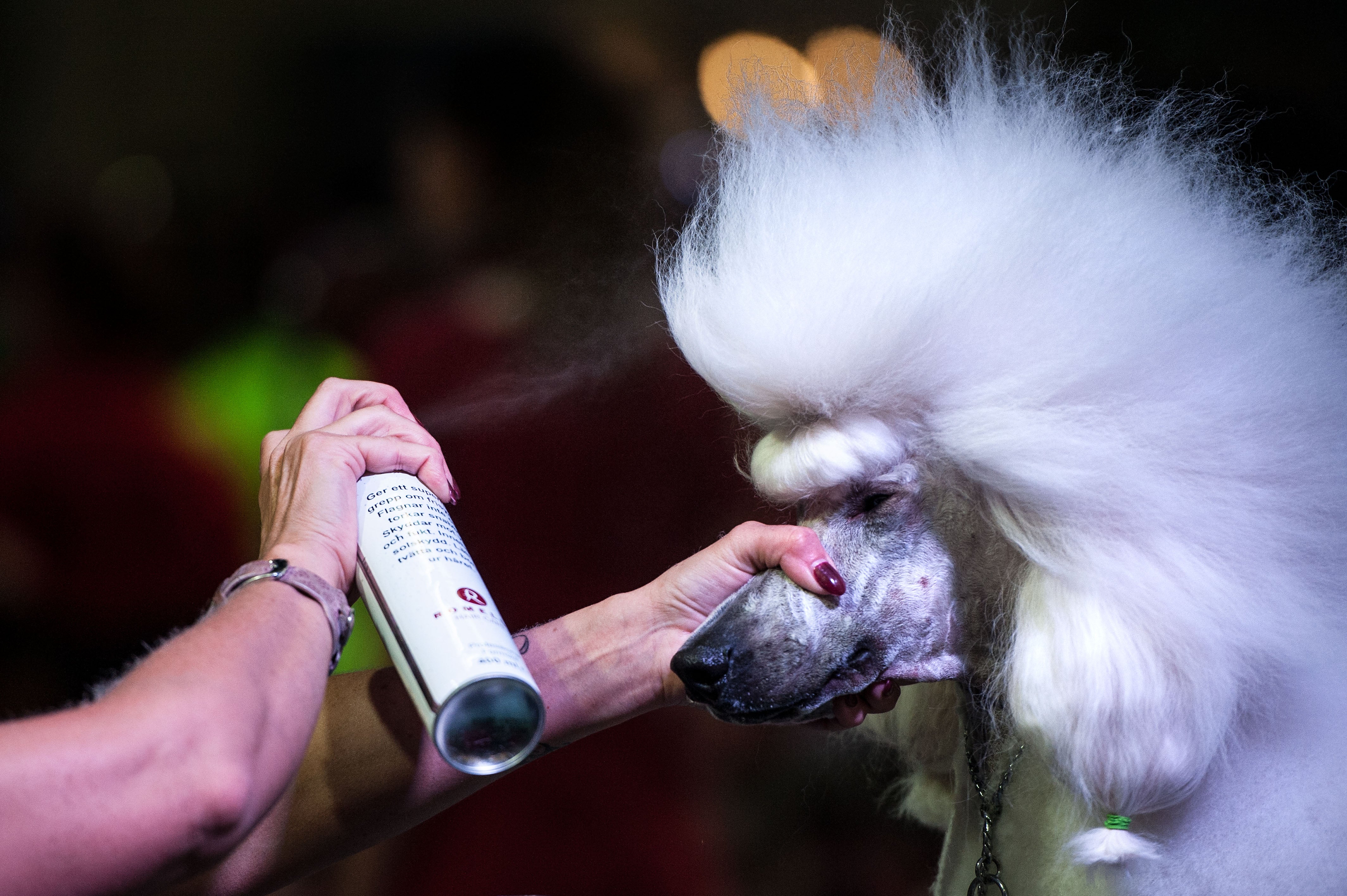 Hair of the dog Photo 1 Pictures CBS News