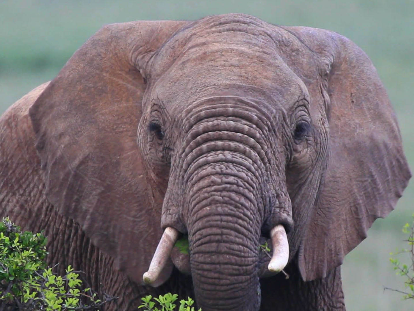 Poachers killed 22,000 African elephants in 2012, study shows - CBS News