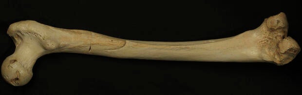 homo-heidelbergensis-thigh-bone_resize2.jpg