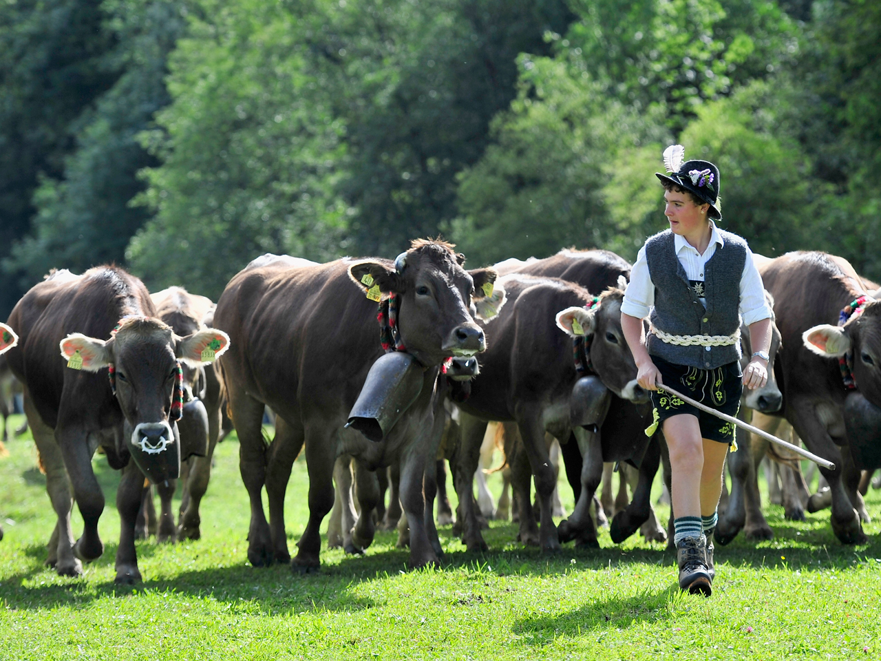 Коровы в Германии
