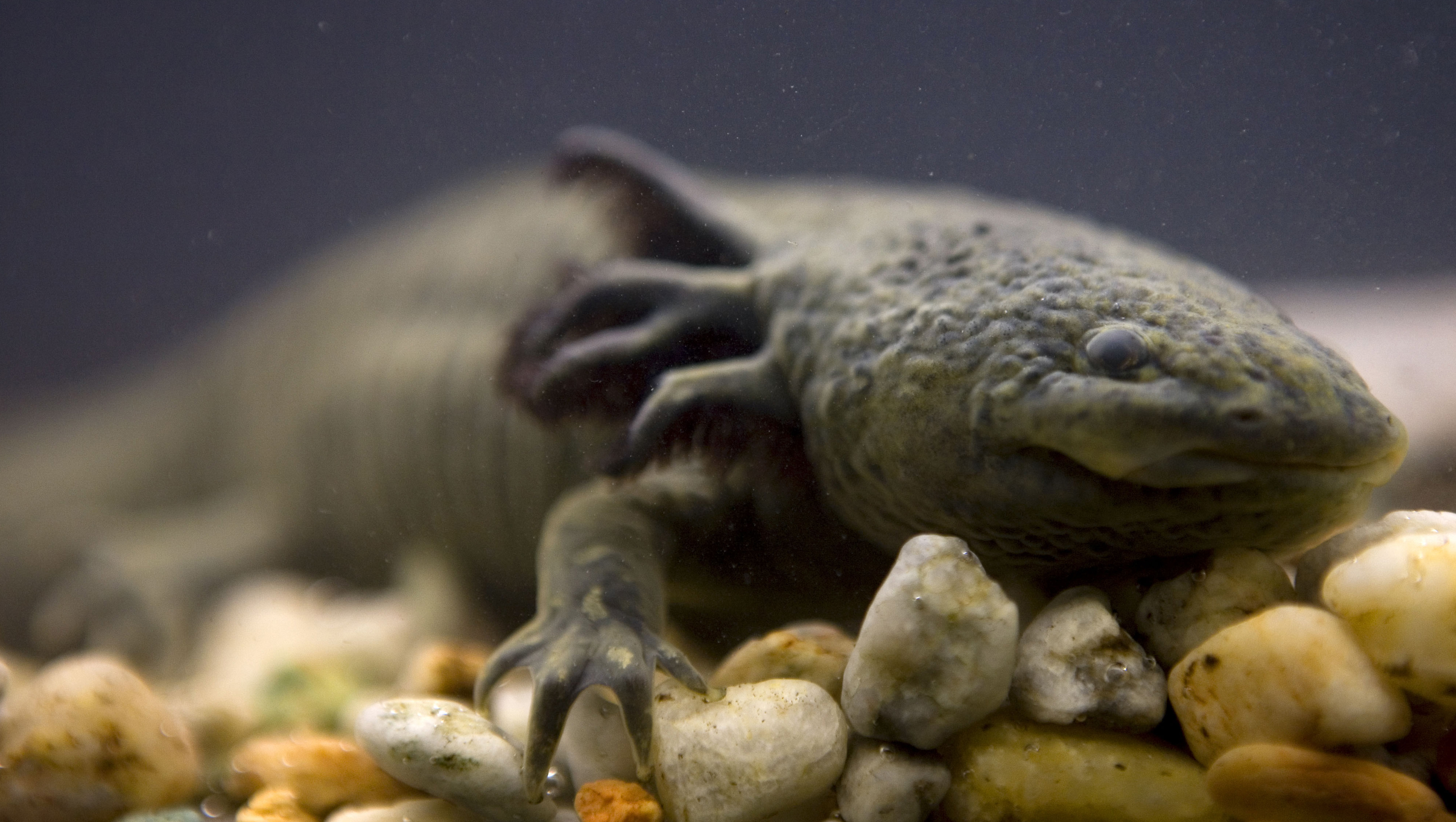 Mexican "water monster" may have disappeared from natural habitat - CBS