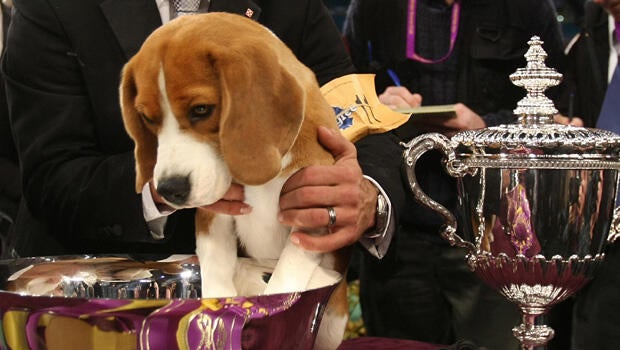 Austin Kennel Club Dog Show Austin Kennel Club Dog Show