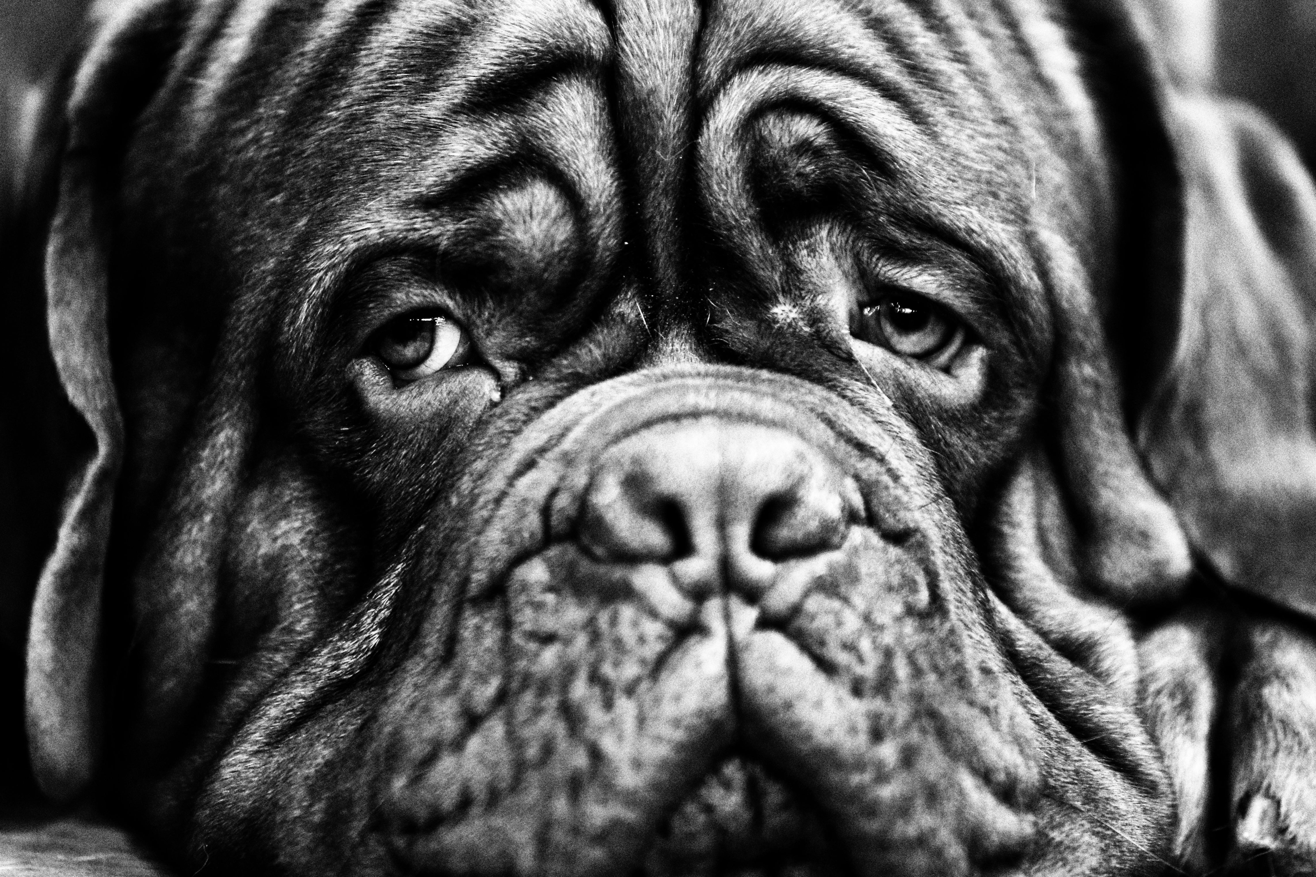 Birmingham England Canine Competition At Crufts Dog Show Pictures 