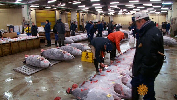 tokyo-fish-market-620.jpg