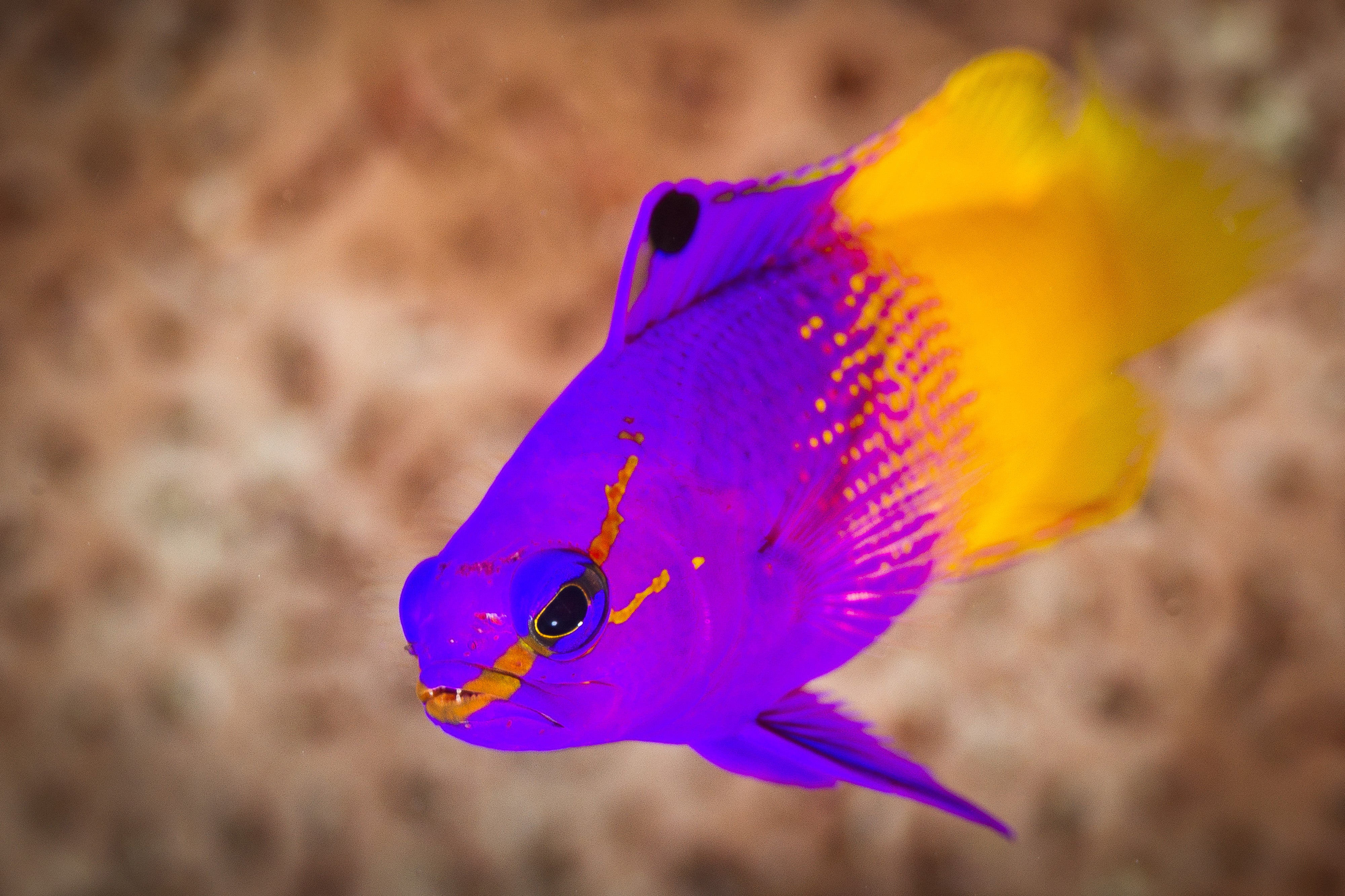 Belize Barrier Reef Reserve System Underwater photos from UNESCO World Heritage Marine Sites