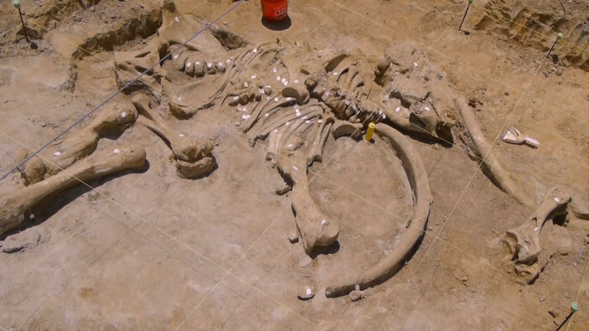 Археологический раскопки кости мамонта
