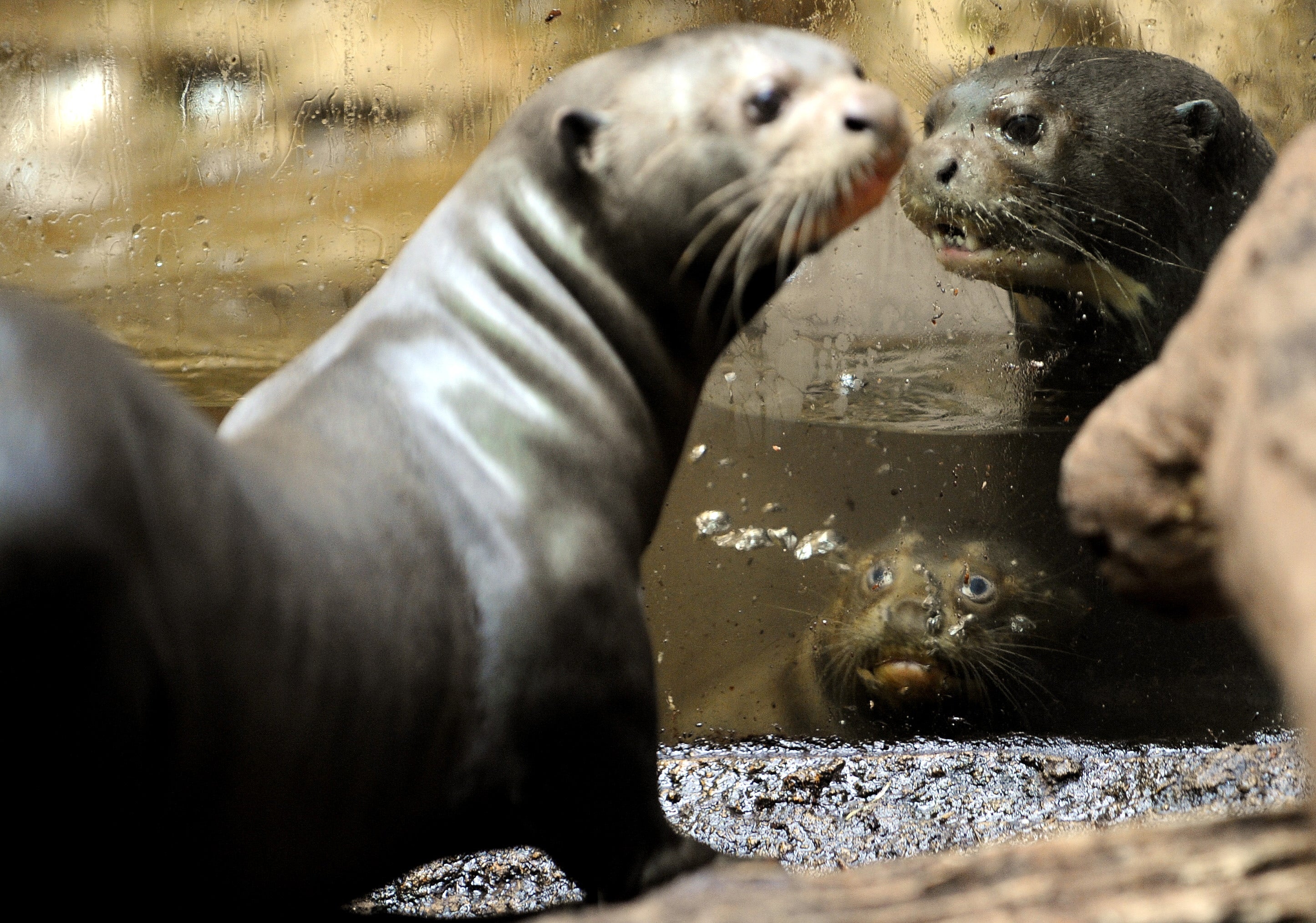 Giant otters create a chorus of sounds in the Amazon CBS News