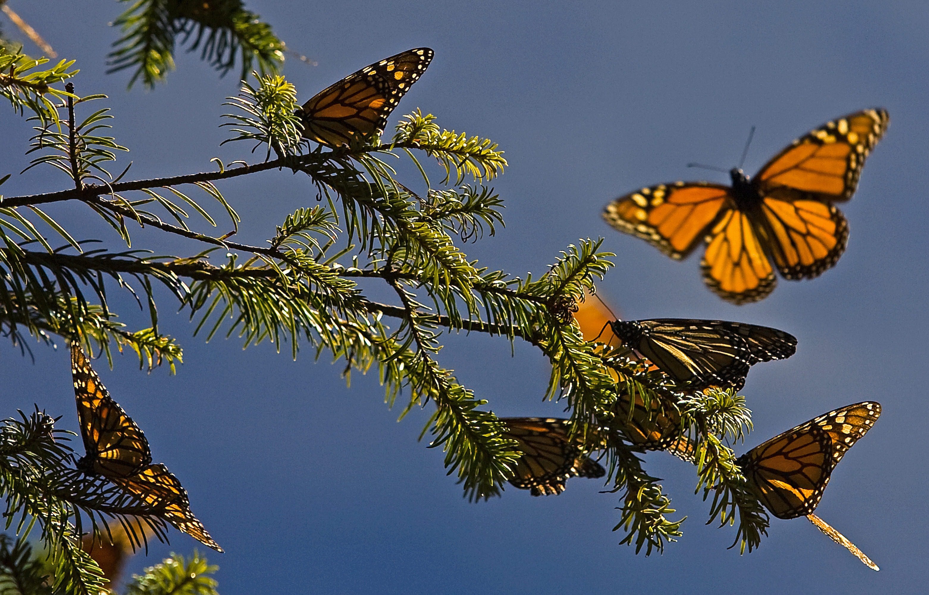 Monarch Butterfly Could Get Endangered Species Protection CBS News