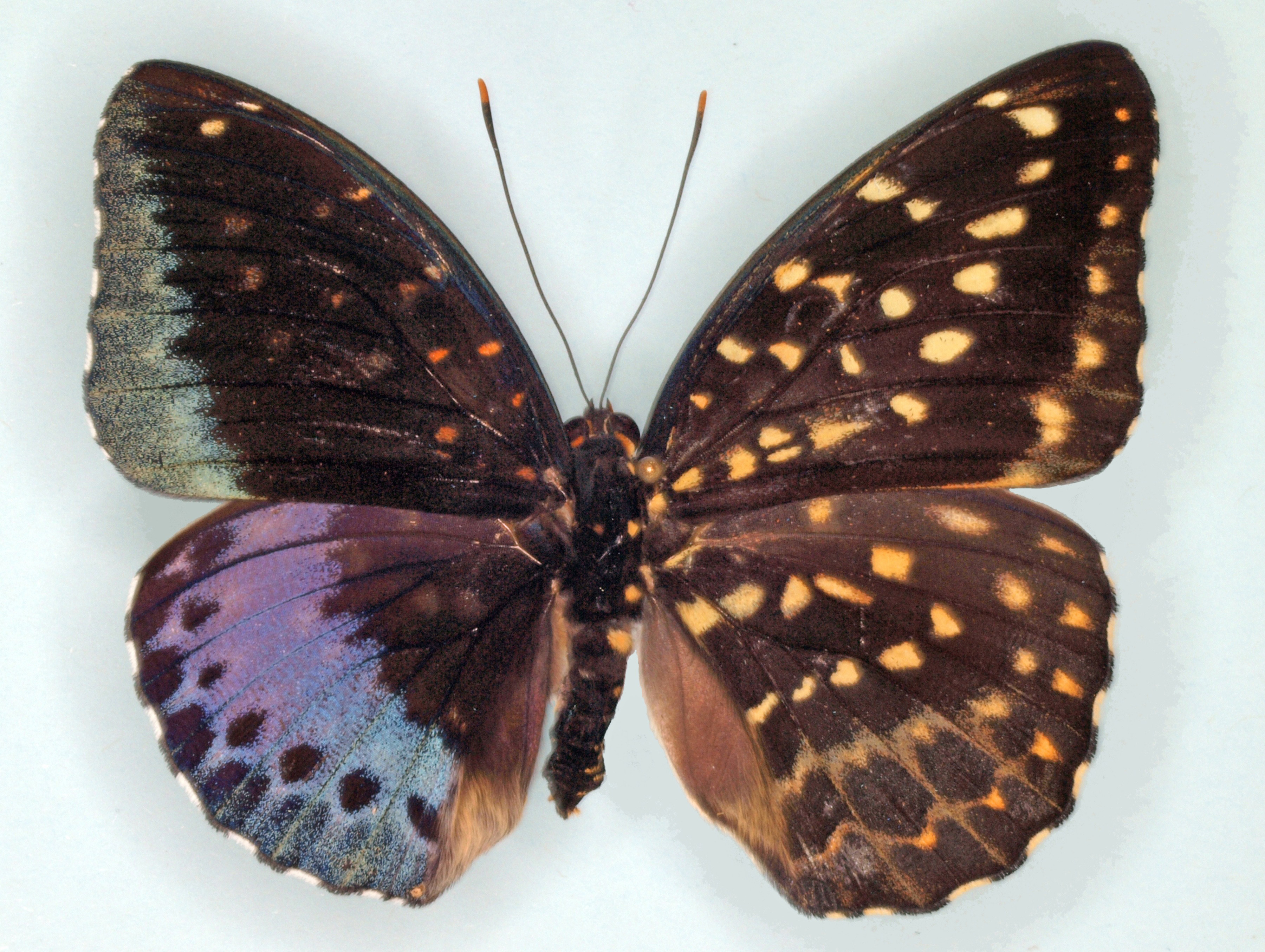 Do Male And Female Butterflies Look Different