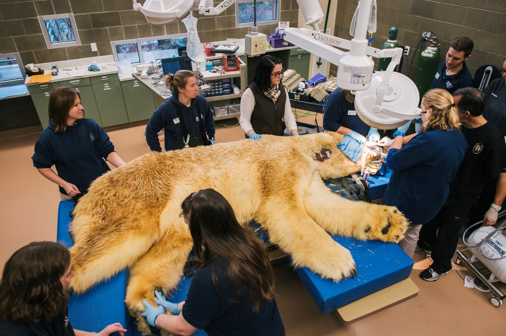 Boris the polar bear hits the dentist chair at Washington zoo CBS News