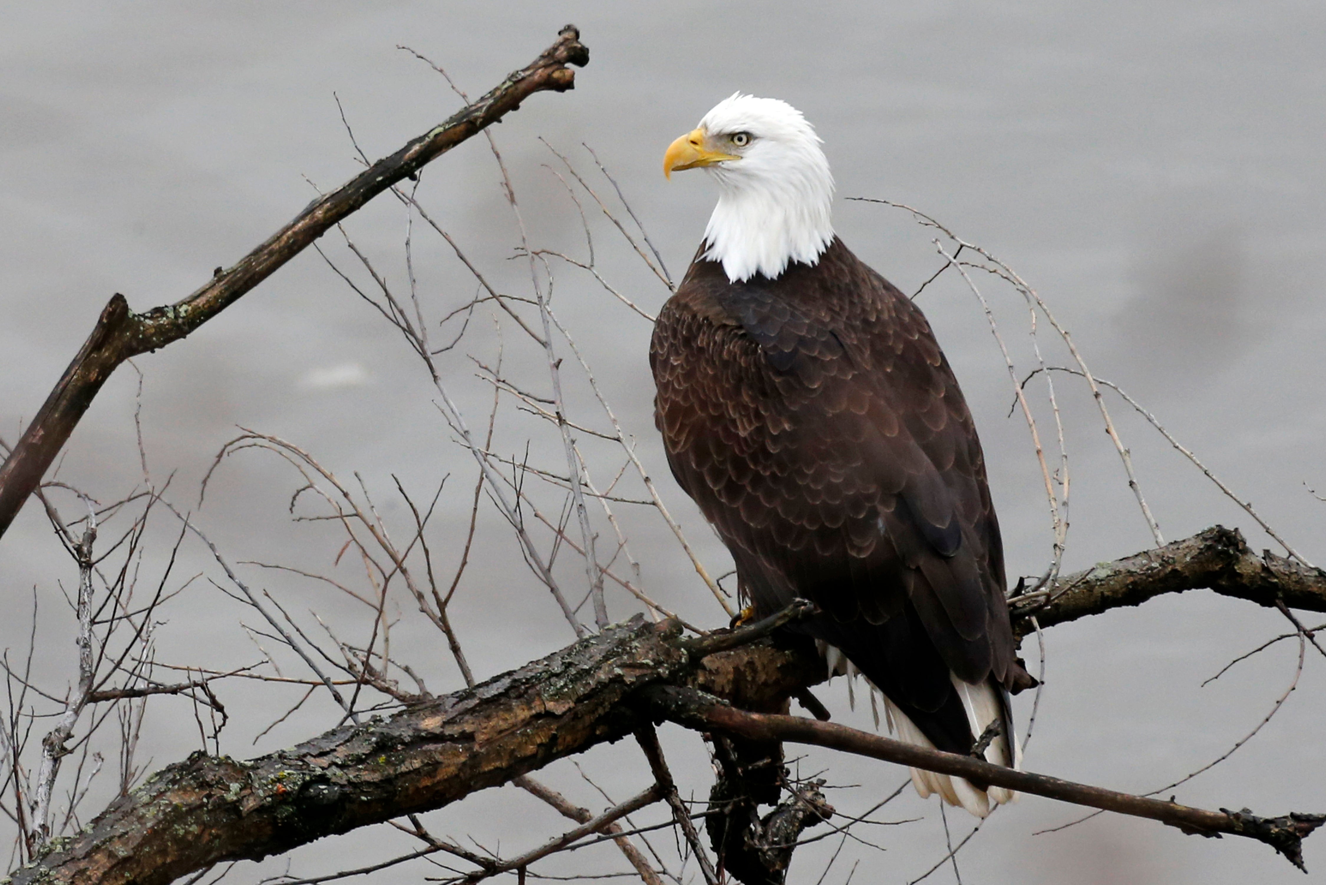 Bald eagles soaring back from the brink of extinction CBS News