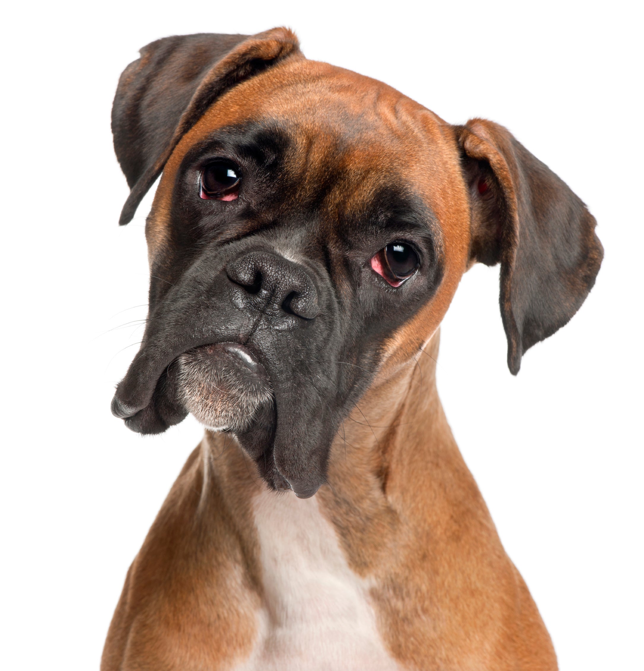 No 8 Boxer 2014 s Most Popular Dog Breeds In The U S Pictures 