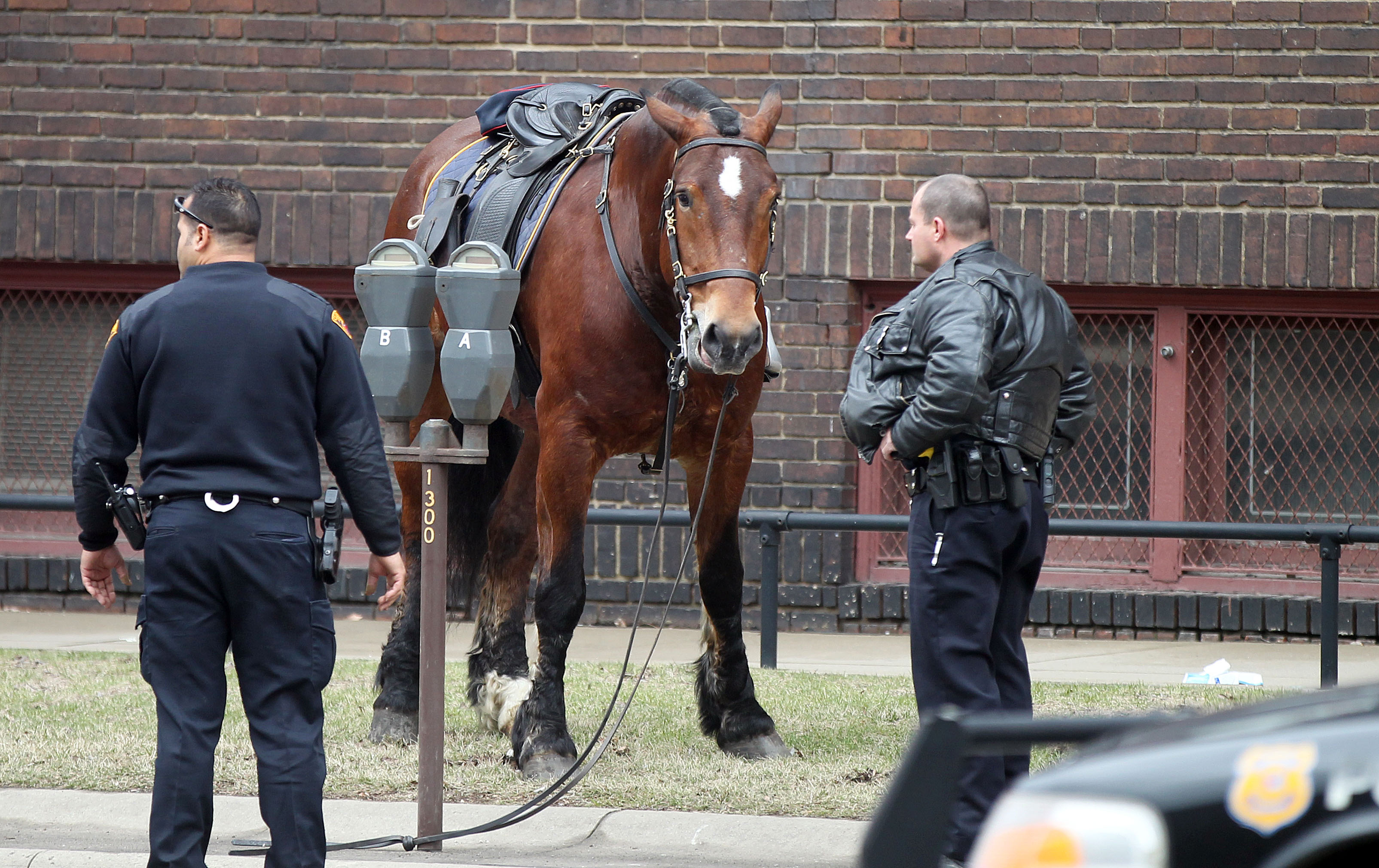 Loose police horse briefly on patrol in downtown Cleveland CBS News