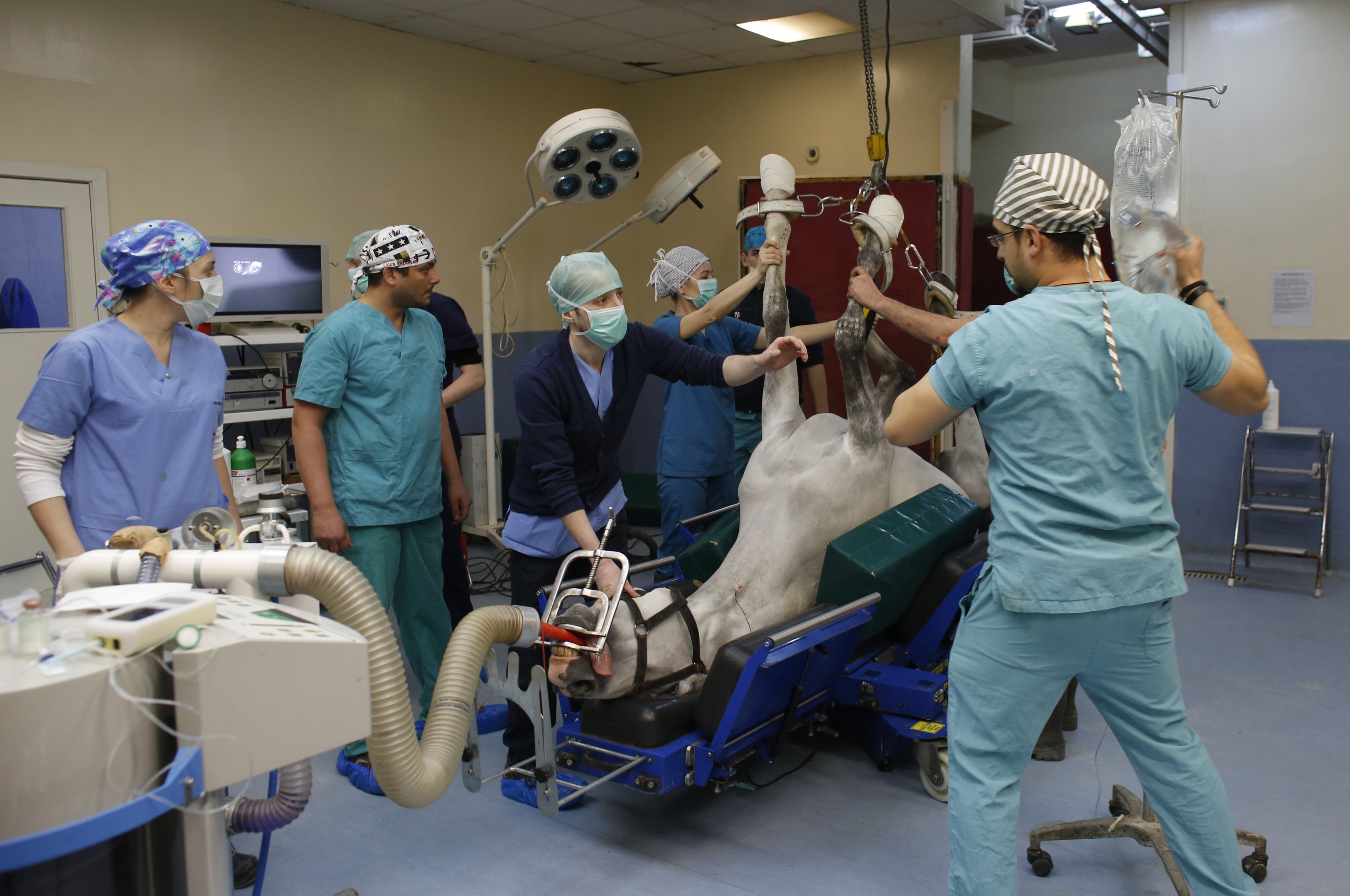 Horse receives anesthetic Istanbul's Veliefendi stateoftheart horse hospital gets