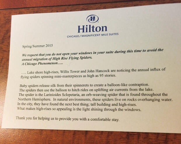 hilton-flying-spiders.jpg
