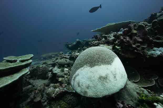coral-reefs2.jpg