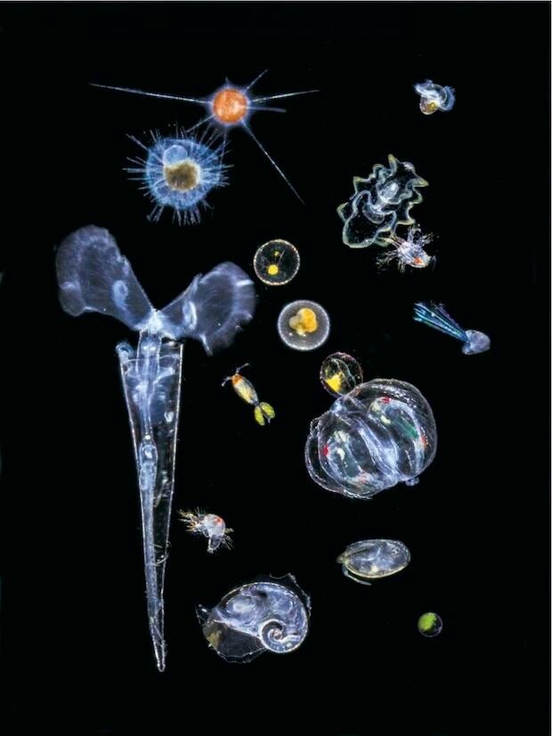 plankton-mediterannean-cs-copy.jpg