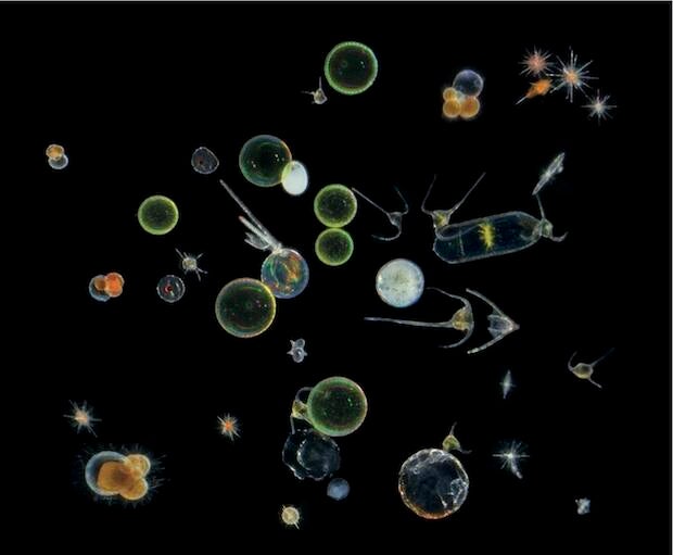 protists-mix-atlantic-cs-copy-2.jpg