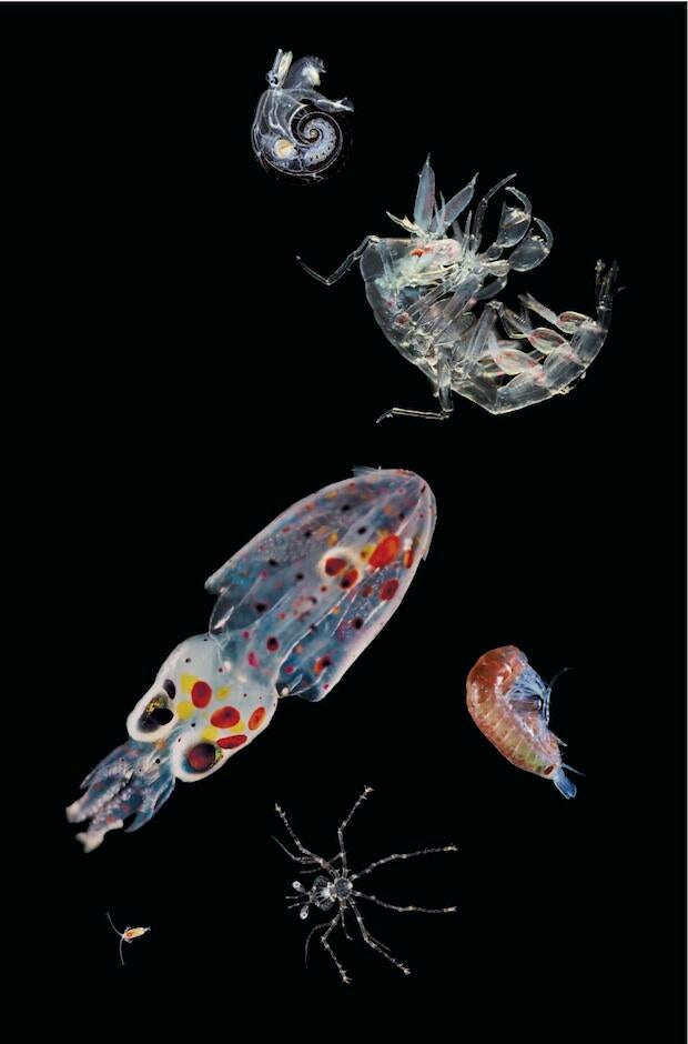 zooplankton-mix-cs-copy.jpg
