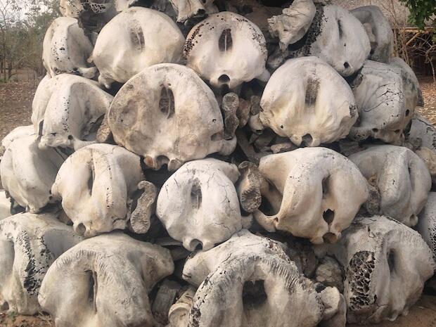 niassa-reserve-elephant-memorial-mariri-concession-alastair-nelson-w.jpg