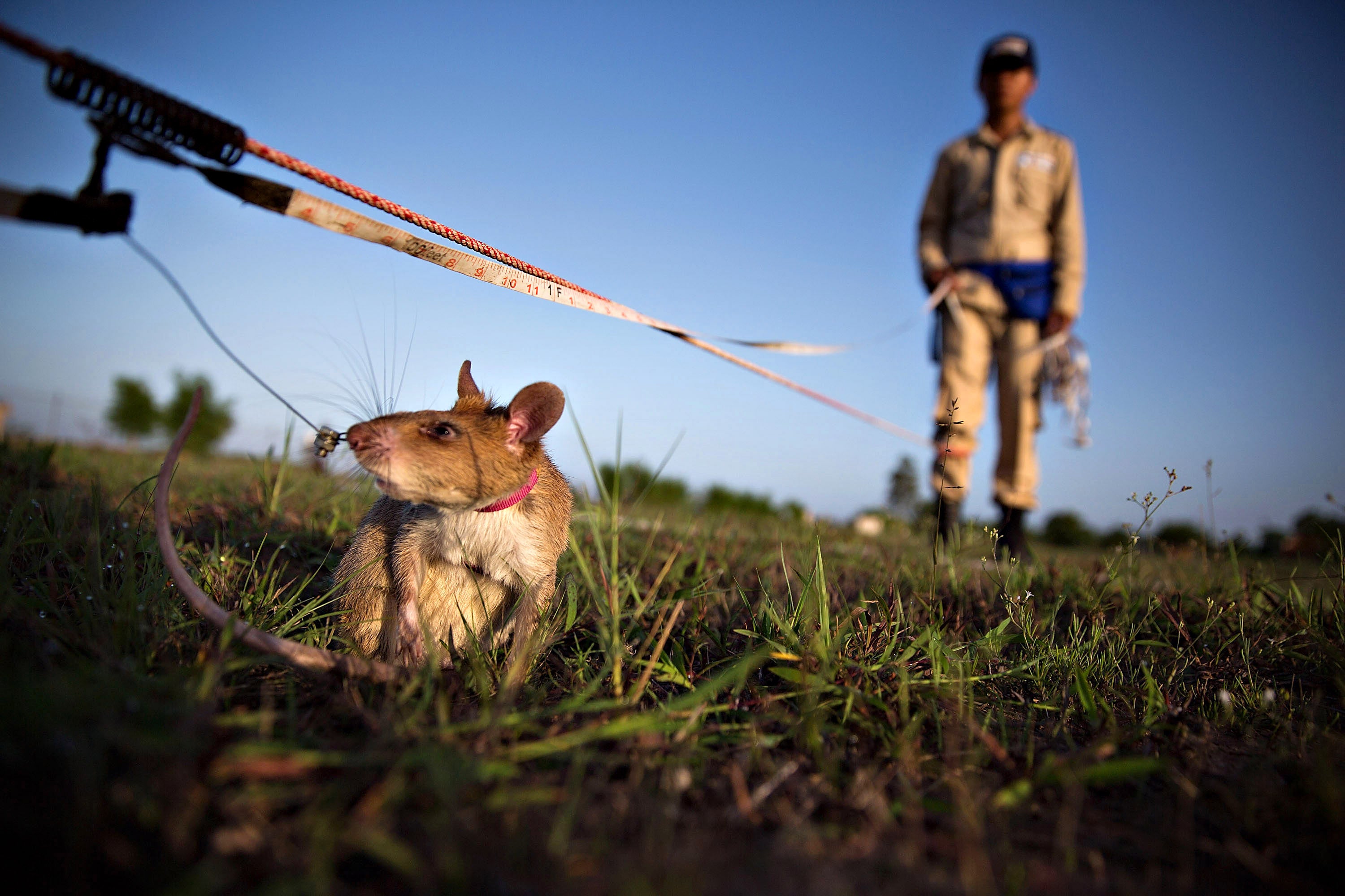 Land mine detecting rats "HeroRATs" detect land mines and save lives