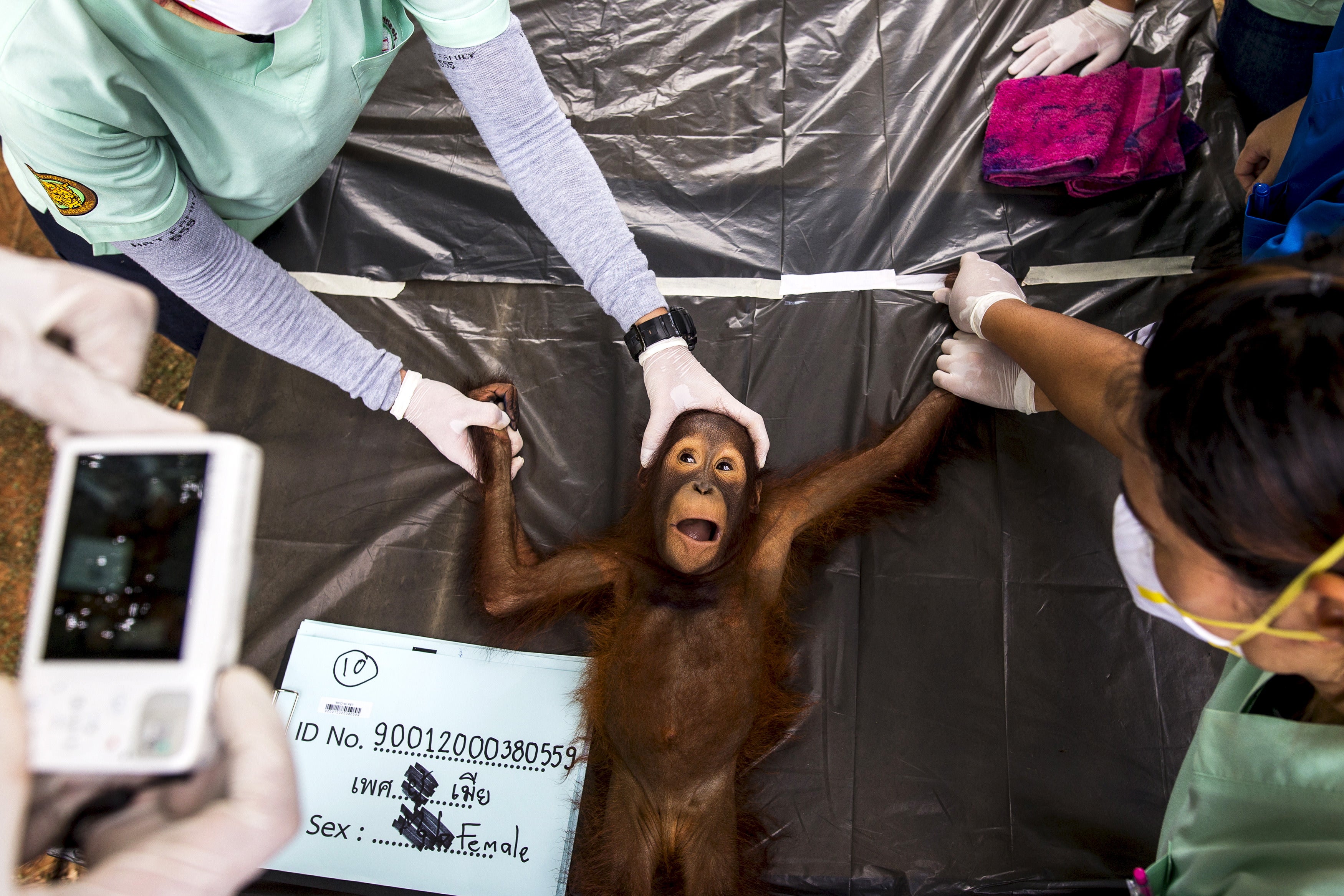 Orangutans: Surprisingly Strong? Find Out Now! - xdrwamw