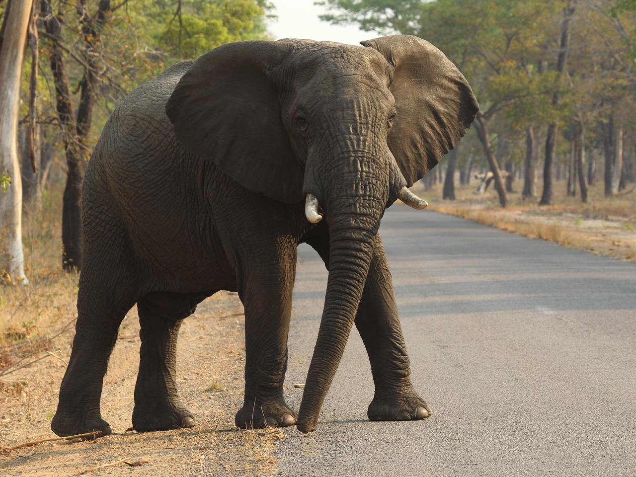 Zimbabwe: 22 new elephants killed with cyanide - CBS News