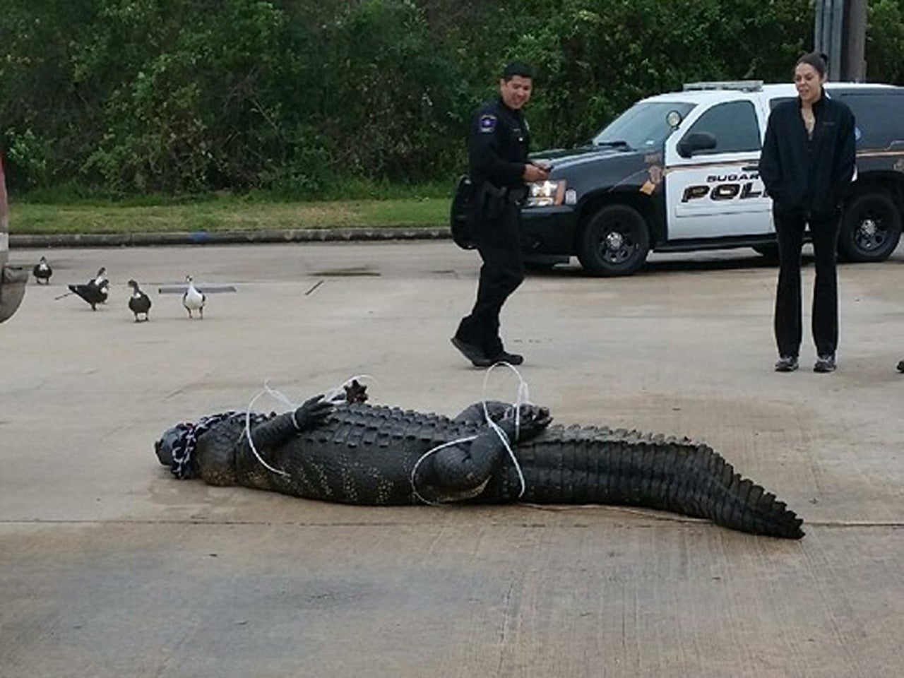 12foot, 800pound alligator caught at Texas shopping center CBS News