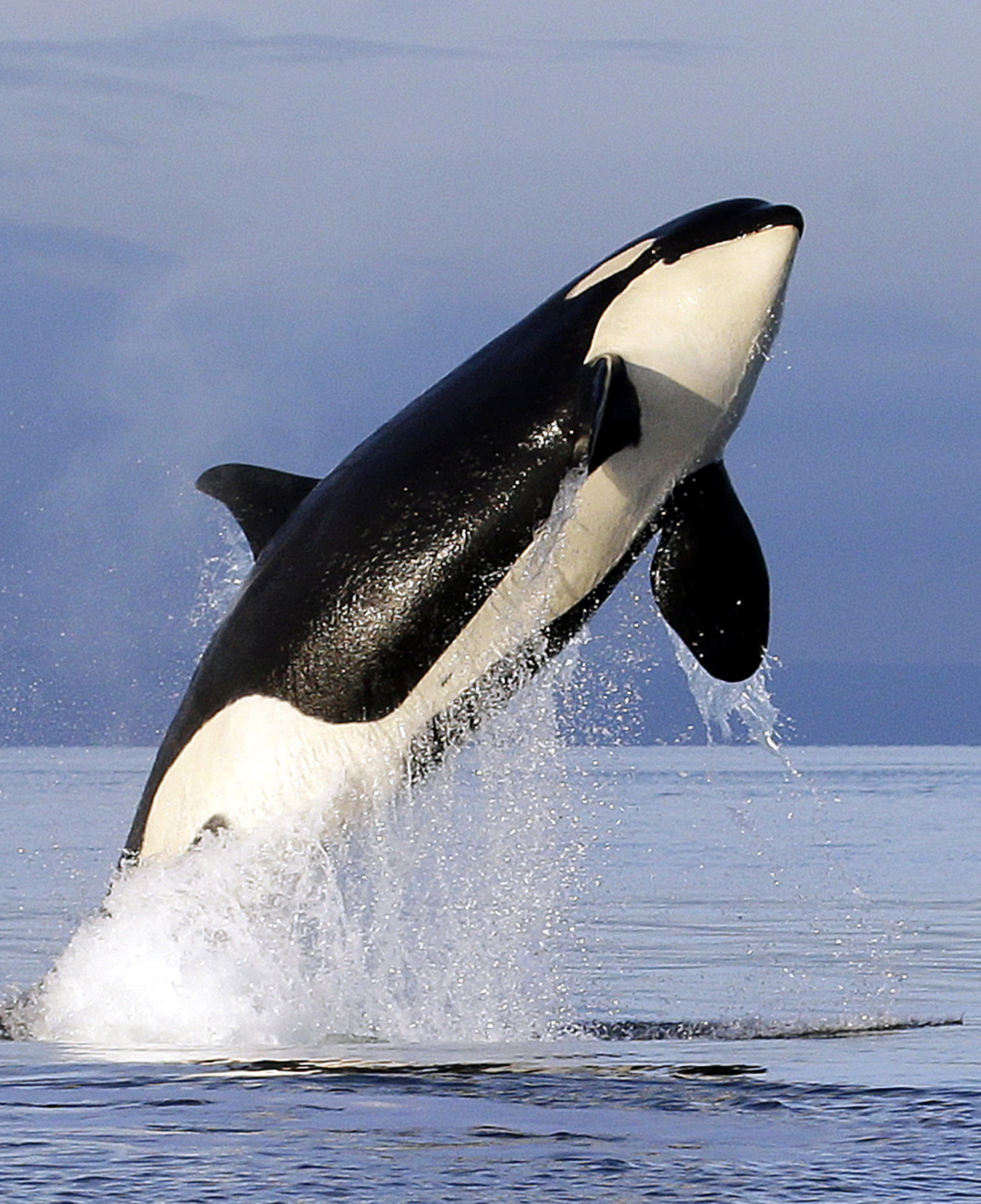 Killer whales - Killer whales - Pictures - CBS News