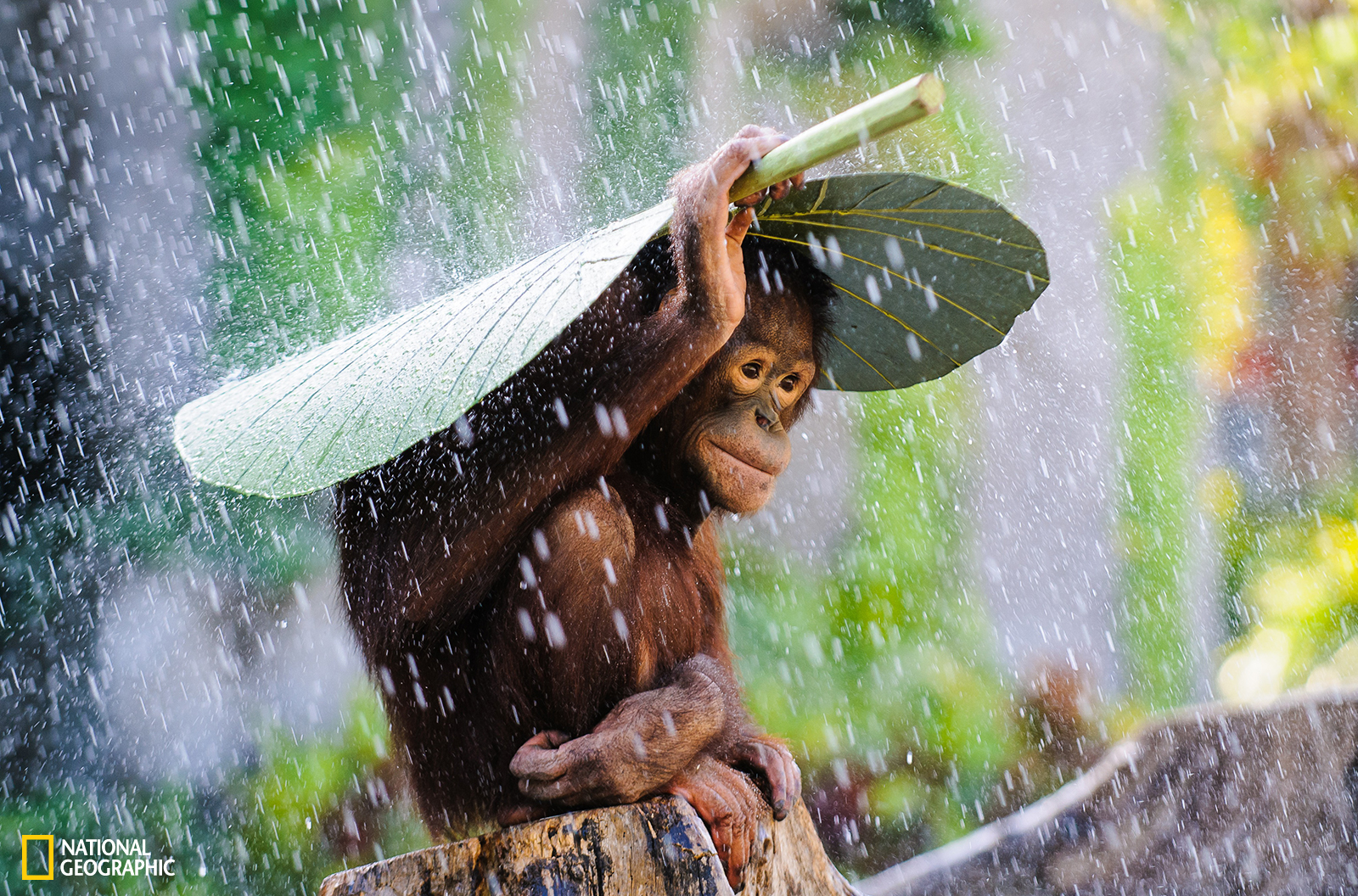 national-geographic-s-50-greatest-wildlife-photos-at-carnegie-museum-of