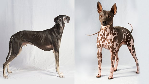 The Newest Dog Breed The Newest Dog Breed