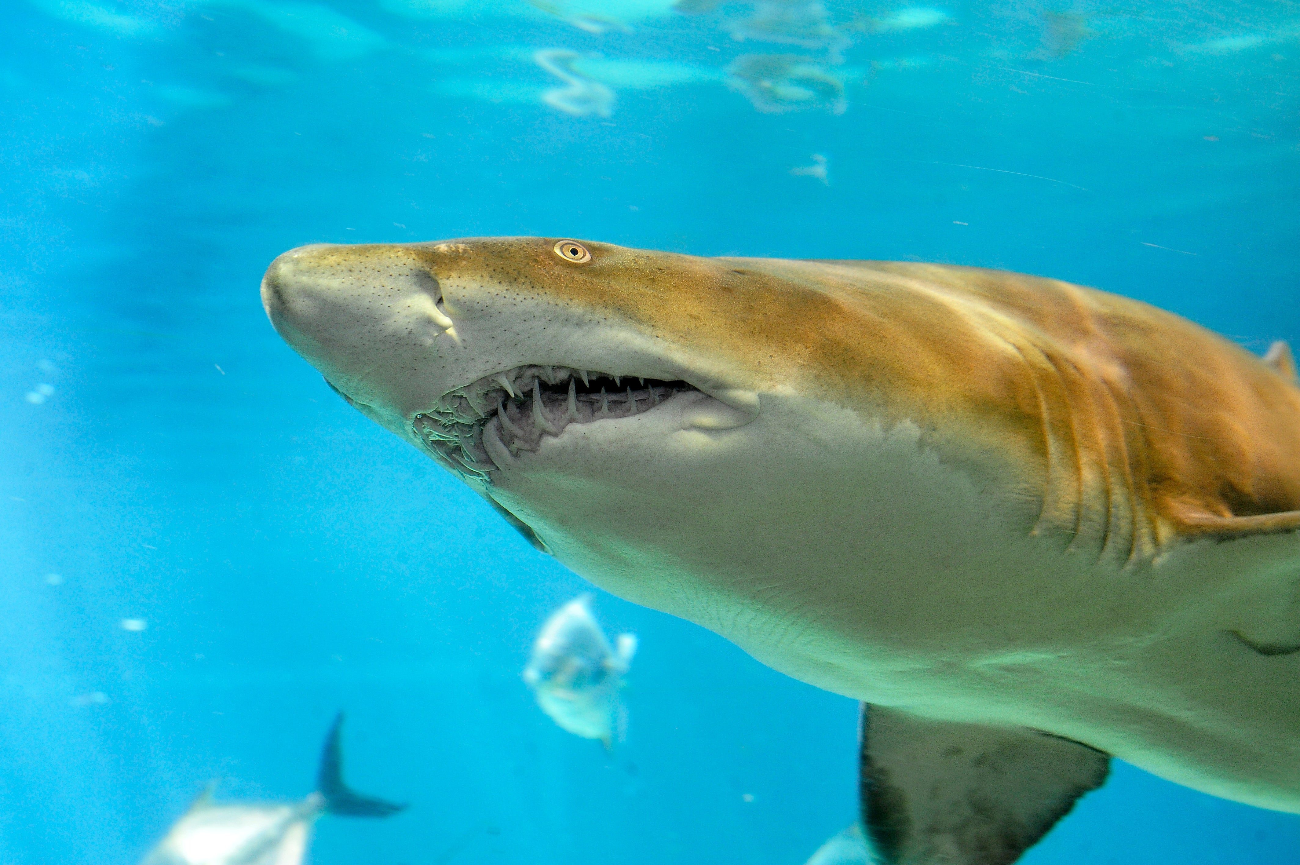 Shark nursery discovered in New York waters - CBS News