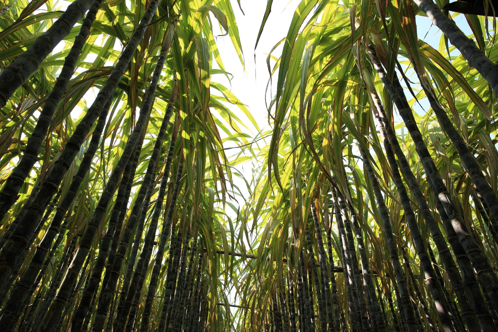 Why Hawaii's sugar plantations have disappeared CBS News