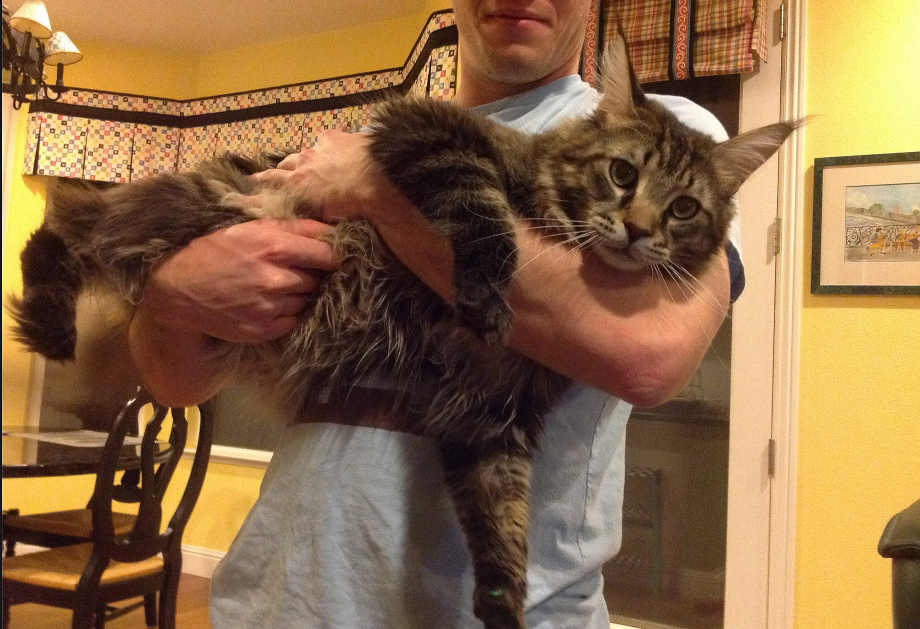 Bobcat? Or just really big house cat? CBS News