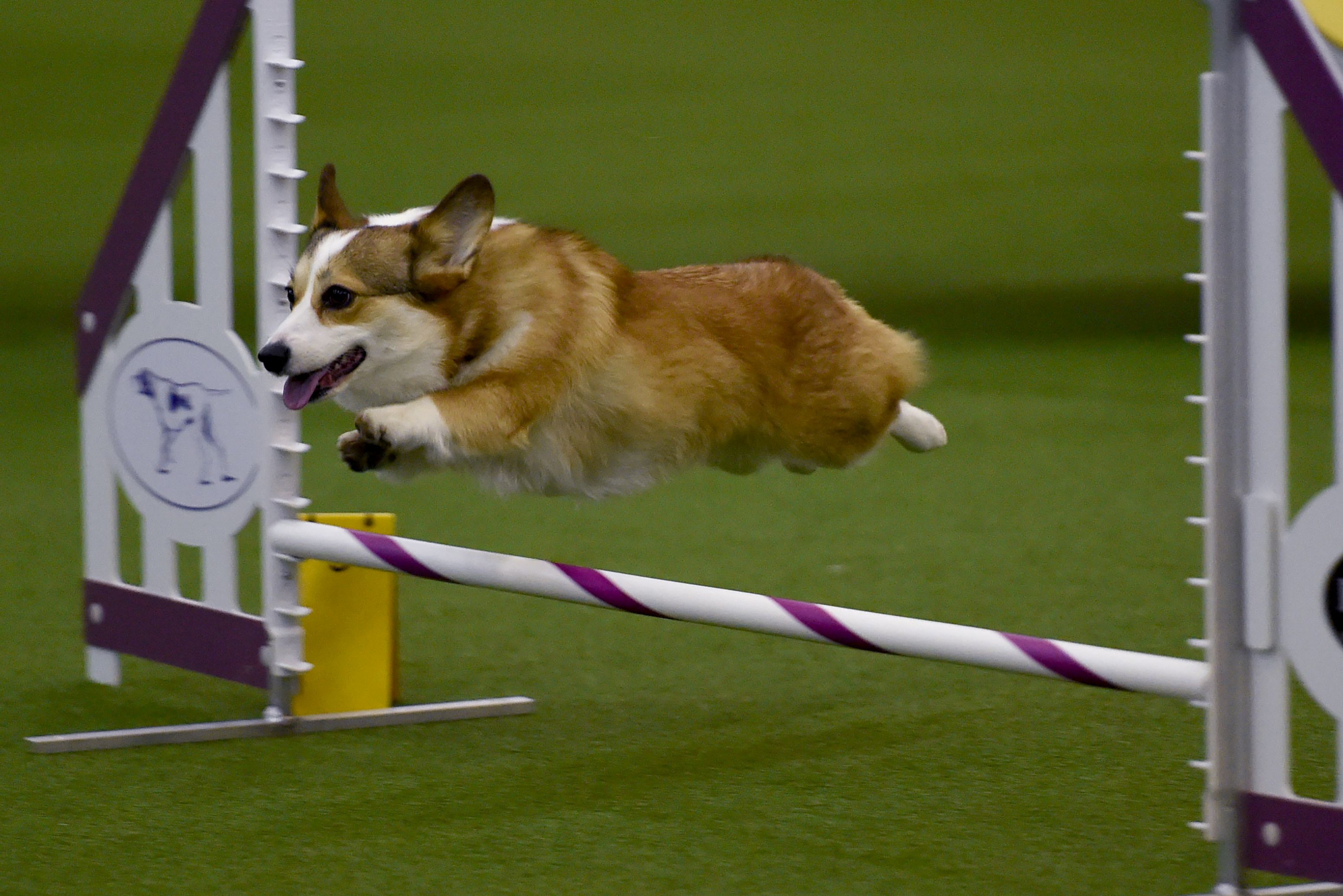 Which dog won Westminster's agility title? - CBS News