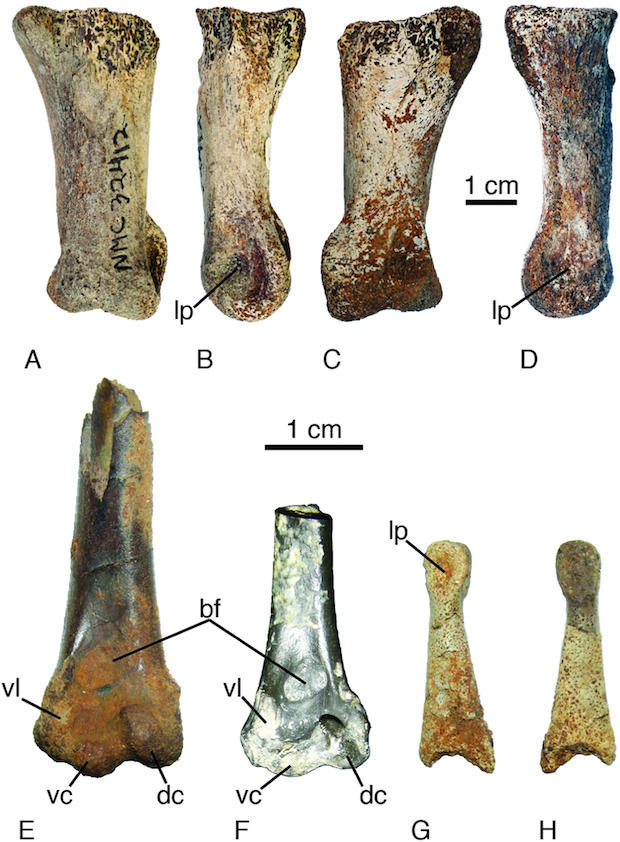 the-ellesmere-island-avian-fossils.jpg
