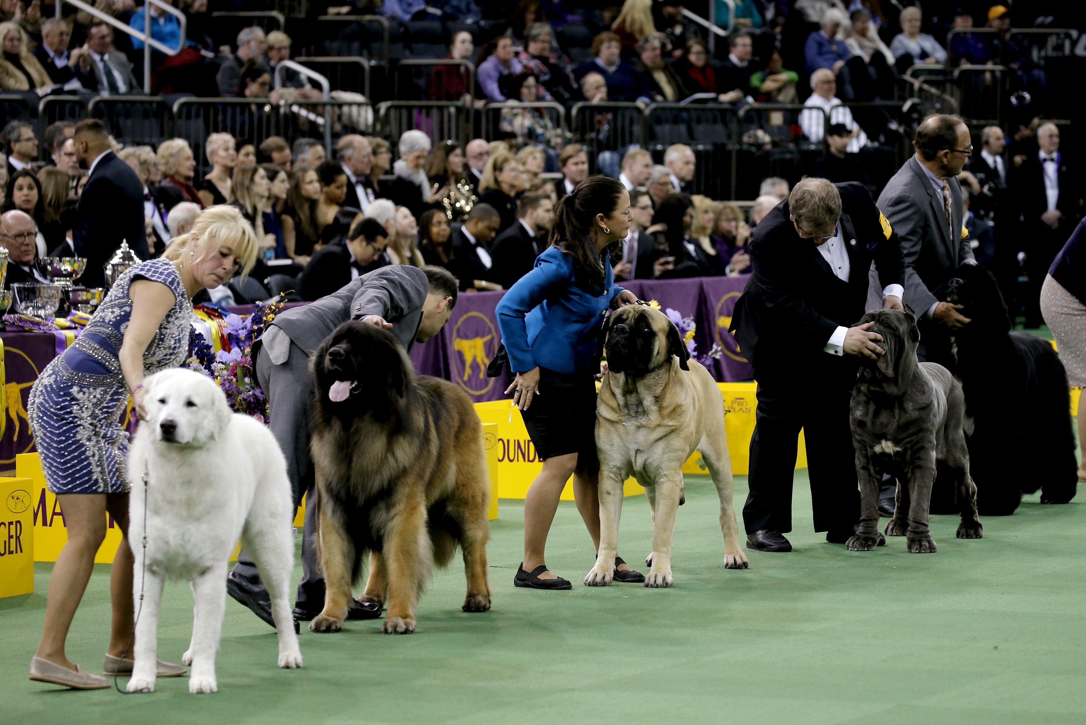 CJ the German shorthaired pointer wins Westminster dog show CBS News