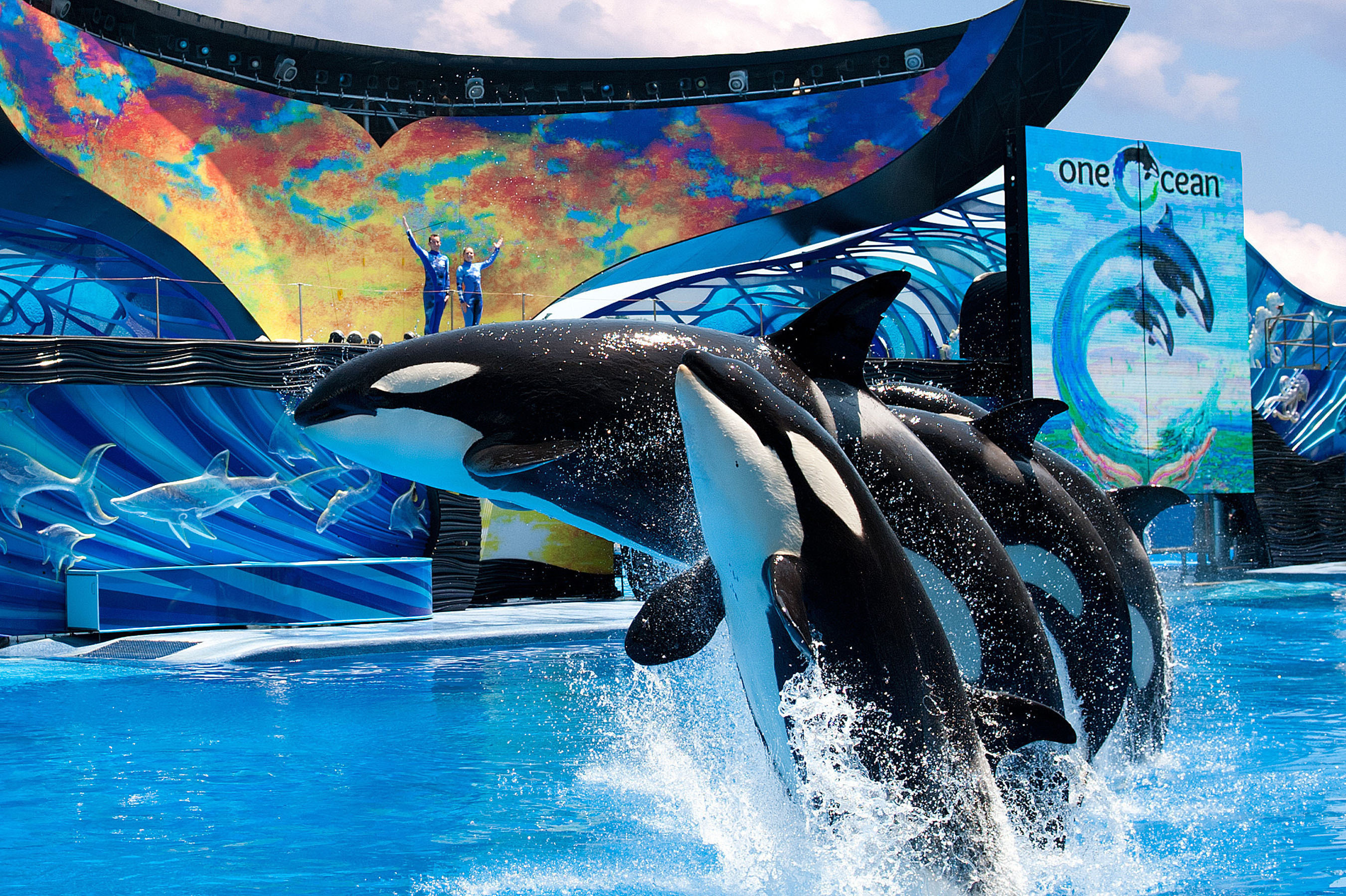 Watershed changes in SeaWorld's orcas policy CBS News